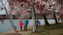 Wisawatan berjalan melintasi pohon Sakura yang sedang mekar di Washington (4/2). Festival Cherry Blossom tahun ini berlangsung dari 20 Maret sampai 15 April. (AP Photo/Jacquelyn Martin)