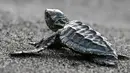 Sebagai informasi, tukik penyu zaitun merujuk pada anak penyu lekang (Olive Ridley Turtle), spesies penyu terkecil di Indonesia dengan cangkang hijau zaitun berbentuk hati. Tampak dalam foto, seekor tukik penyu zaitun (Olive Ridley) dilepasliarkan di sebuah pantai di Banda Aceh pada 14 April 2026. (CHAIDEER MAHYUDDIN/AFP)
