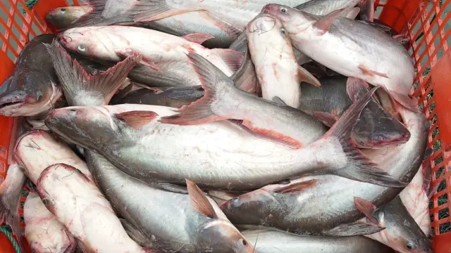 Tips Agar Ikan Patin Tidak Terasa Pahit