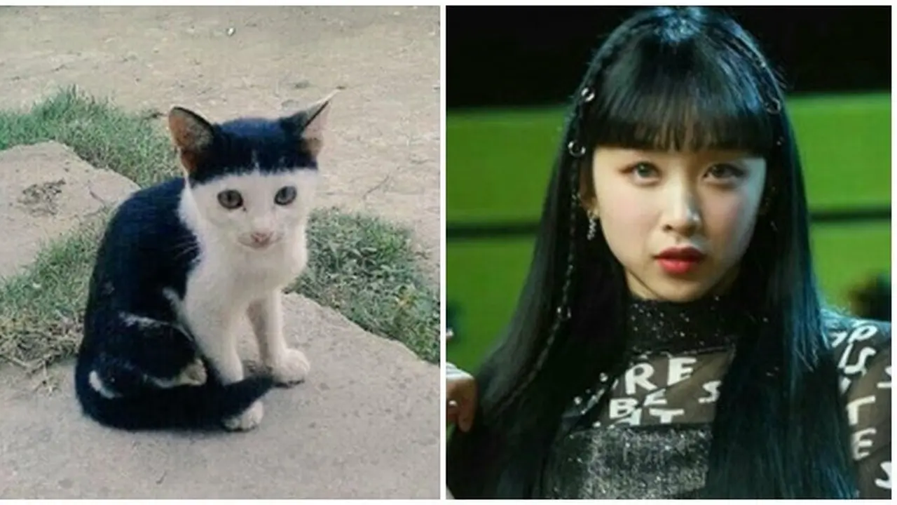 Bikin Gemas, Ini 7 Cocoklogi Kucing Mirip Artis yang Bikin Ketawa Geli