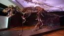 Kerangka Tyrannosaurus rex (T-Rex), bernama STAN dipajang selama pratinjau pers di Christie's Rockefeller Center pada 15 September 2020 di New York City. Christie's memperkirakan nilai dinosaurus antara US $ 6 juta dan US $ 8 juta atau setara Rp88 miliar-Rp 118 miliar. (Angela Weiss/AFP)