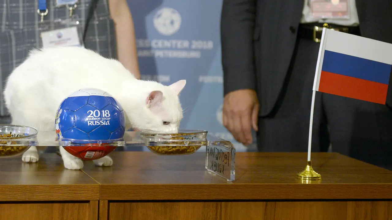Perkenalkan Achilles, Kucing Tuli Peramal Piala Dunia 2018