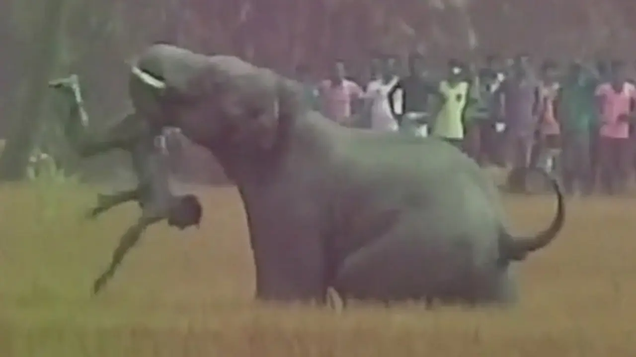 Berang Hutannya Dirusak, Kawanan Gajah Serang Penduduk Desa
