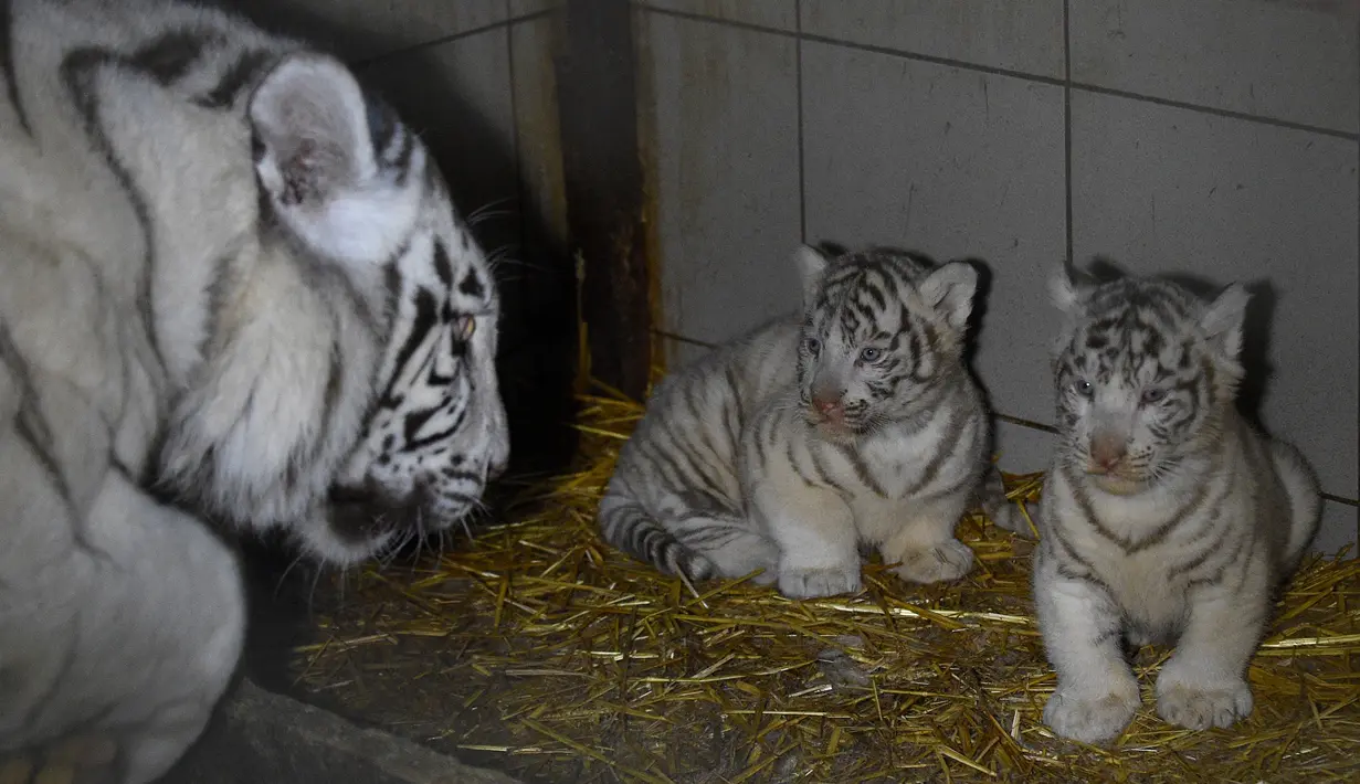 Dua dari tiga anak harimau putih berdiri di dekat induk mereka, Orissa, di taman zoologi Amneville, Prancis timur laut pada 9 Maret 2020. Tiga ekor harimau putih itu lahir pada 5 Januari 2020 lalu dengan dua ekor berjenis jantan dan seekor betina. (JEAN-CHRISTOPHE VERHAEGEN / AFP)