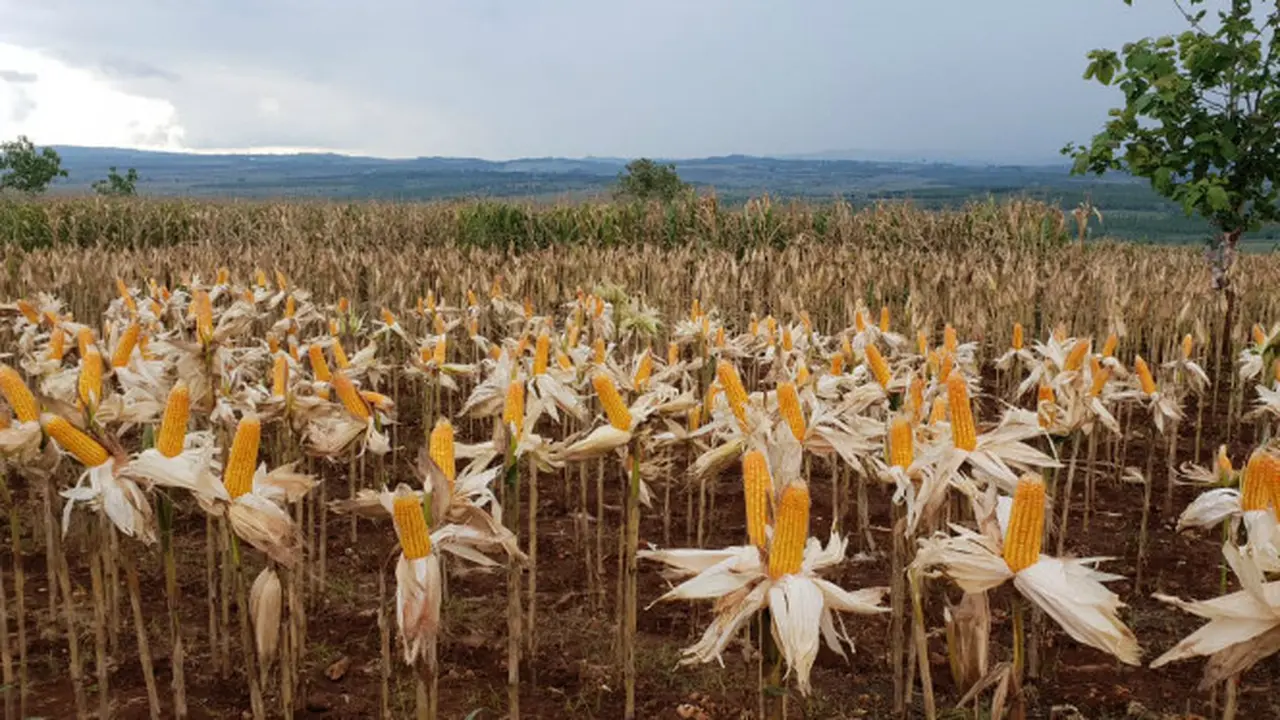 Panen Jagung
