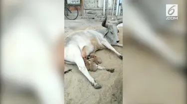Seekor sapi menyusui para anak anjing di India. Anak anjing yang berjumlah empat ekor itu ditinggal mati induknya.