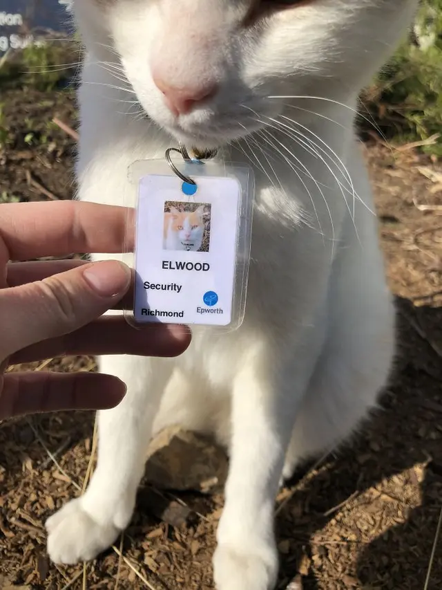 kucing jadi petugas keamanan