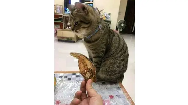 6 Foto Ini Buktikan Definisi 'Malu-malu Kucing' yang Sebenarnya
