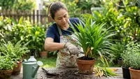 9 Cara Membuat Tanaman Pandan Tetap Rimbun di Pot Kecil, Sehat dan Produktif