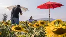 Sejumlah wisatawan berfoto di sebuah ladang bunga matahari di Provinsi Lopburi, Thailand, pada 14 Desember 2020. Provinsi Lopburi memiliki ladang-ladang bunga matahari terbesar di Thailand. (Xinhua/Zhang Keren)