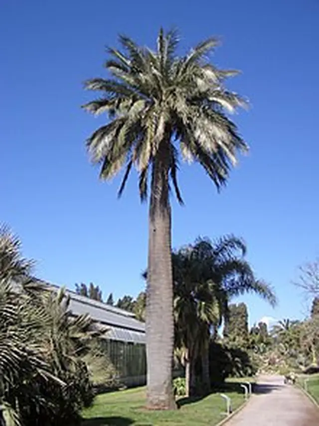 Chilean wine palm (sumber: wikipedia)