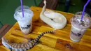 Foto yang diambil pada 18 Agustus 2018 menunjukkan dua ekor reptil berada di antara minuman di Reptile Cafe, Phnom Penh, Kamboja. Di dinding kafe reptil ini terdapat semacam akuarium yang berisi ular berbagai ukuran dan warna. (AFP/TANG CHHIN Sothy)