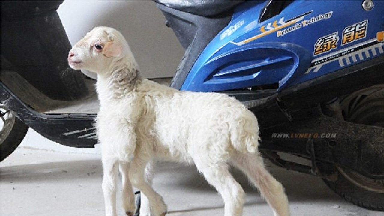 Heboh 'Spider Goat', Bayi Kambing Mutan Berkaki 6