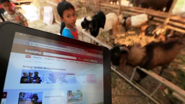 Beli Kambing Kurban Online di Bukalapak Hanya Rp 1,5 Juta