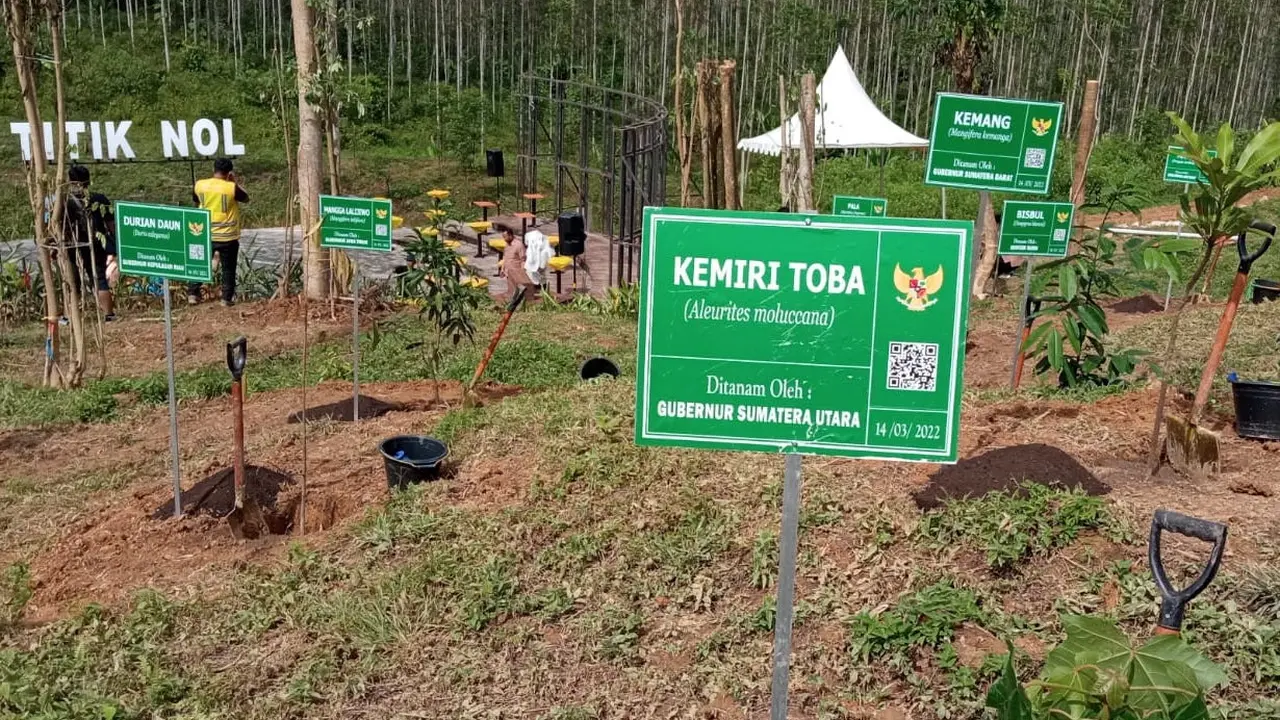 Pohon Kemiri Toba ditanam di kawasan Titik Nol Ibu Kota Negara (IKN) Nusantara
