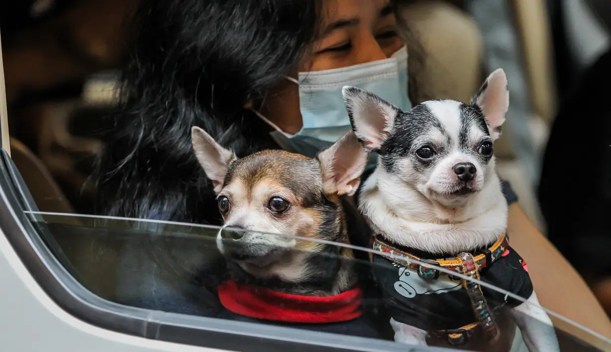 Dua anjing peliharaan terlihat dalam mobil saat pemberkatan drive-thru hewan peliharaan di Manila, Filipina, 4 Oktober 2020. Pemberkatan drive-thru hewan peliharaan tersebut diadakan di tengah pandemi COVID-19 untuk merayakan Hari Hewan Sedunia setiap tanggal 4 Oktober. (Xinhua/Rouelle Umali)