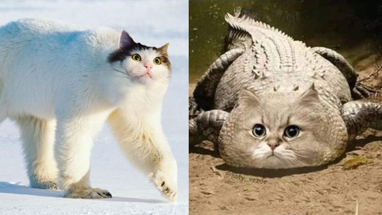 6 Editan Foto Wajah Kucing di Badan Hewan Lain Ini Kocak