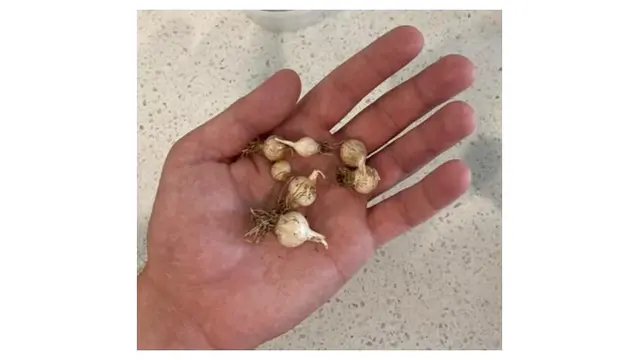 8 Potret Hasil Panen Gagal Ini Ukurannya Super Mini, Bikin Capek Berkebun