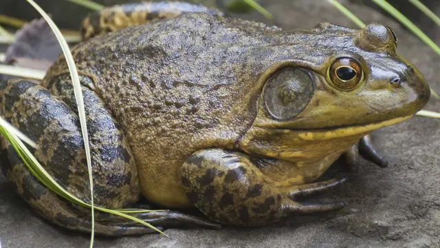 [Bintang] Katak Lembu