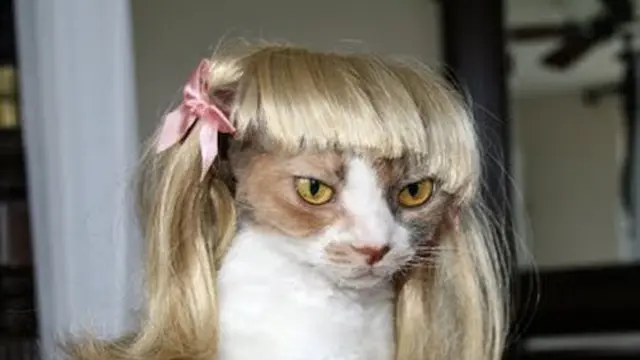 Tak Kalah Trendi, Ini 6 Gaya Rambut Kucing yang Bikin Ngakak