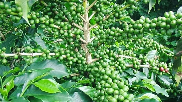 Kopi Curug Orok memiliki banyak biji