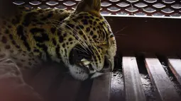 Seekor macan tutul liar membuat heboh pengunjung dan pegawai salah satu penginapan di Jalan Padasaluyu, Kecamatan Sukasari, Kota Bandung, Senin (6/10/2025) pagi. (Timur Matahari/AFP)