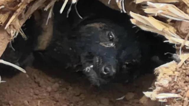 anjing terjebak direruntuhan selama 1 bulan