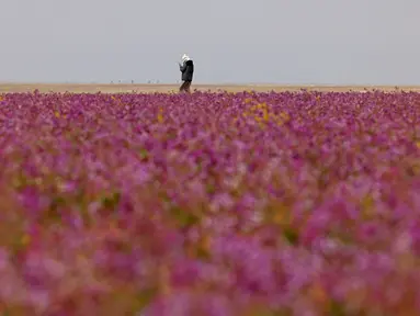 Seorang pria berjalan di ladang yang ditumbuhi bunga lavender di kota Rafha, dekat perbatasan dengan Irak, pada 13 Februari 2023. Hujan musim dingin yang lebih lebat dari biasanya telah membuat gurun pasir di bagian utara Arab Saudi berubah jadi padang bunga lavender, menarik wisatawan dari seluruh semenanjung Arab. (Fayez Nureldine / AFP)