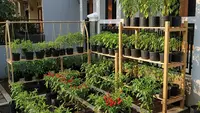 7 Ide Bedengan Kebun Cabai Sederhana di Halaman Depan Rumah, Manfaatkan Lahan Terbatas