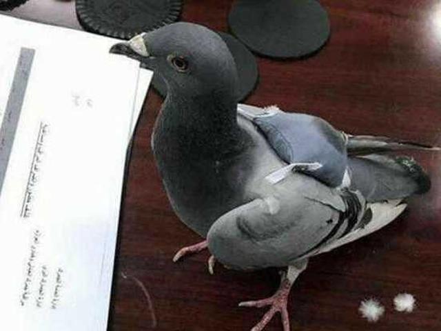 Membawa Ratusan Ekstasi Burung Merpati Diciduk Polisi Citizen6