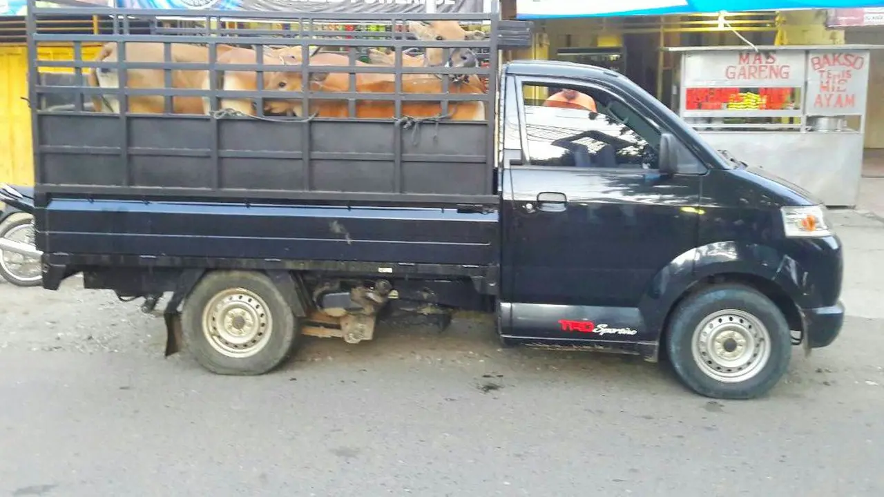 Drama Penangkapan Komplotan Pencuri Sapi 