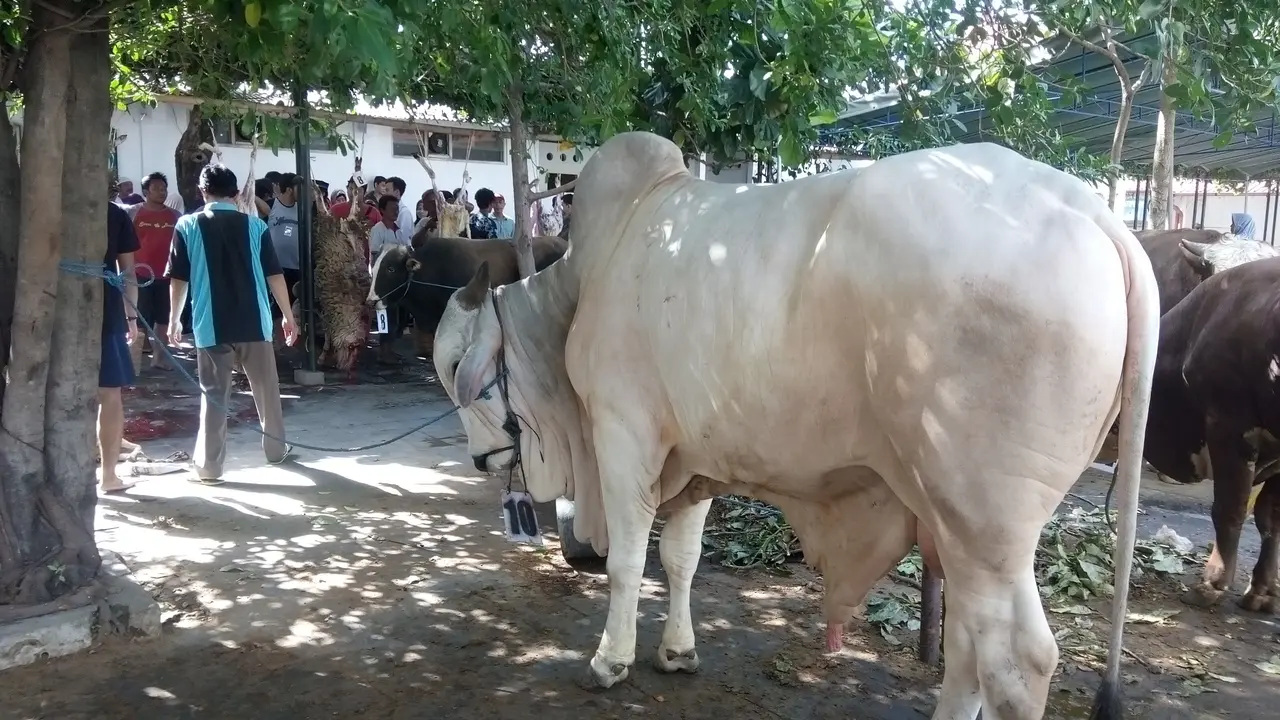 Sapi HBX