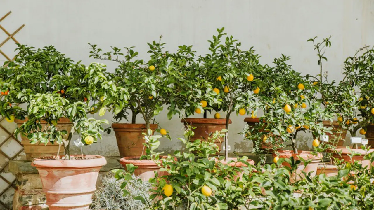 Ilustrasi Pohon Jeruk/Photo by Anita Austvika on Unsplash