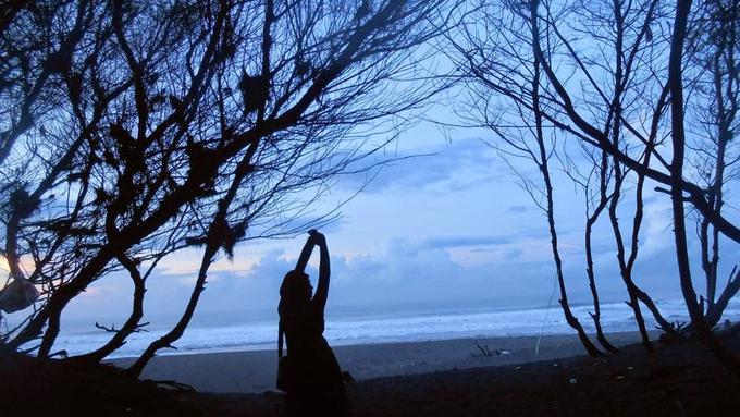 Pantai Goa Cemara Pasir Hitam Dan Romantisme Yogyakarta