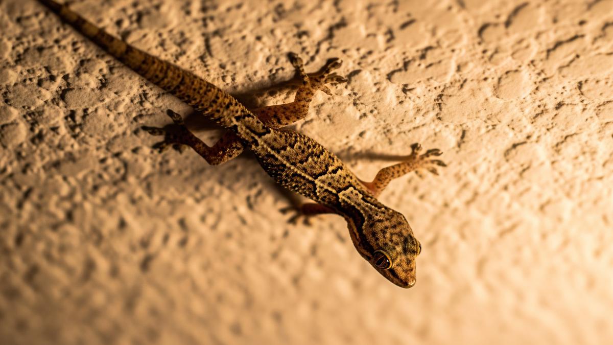 Kenapa Banyak Cicak di Plafon Rumah? Ketahui Penyebab dan Cara Mengatasinya