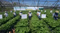 Tingkatkan Produktivitas Petani, Petrokimia Gresik Tawarkan Solusi