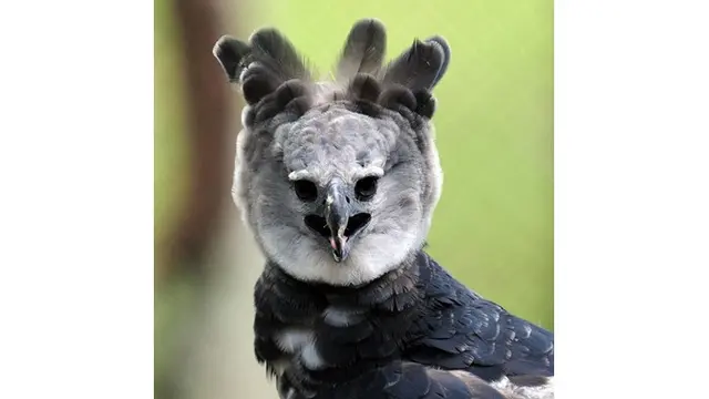 Elang Harpy, Burung Elang Terbesar dan Terkuat di Dunia yang Melegenda