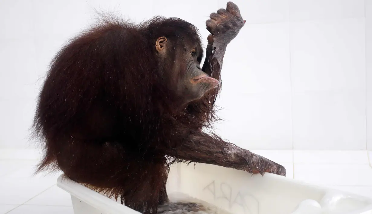 Dara, Orangutan wanita berusia lima tahun bermain di bak mandi setelah menjalani pemeriksaan kesehatan di Bali Zoo, Gianyar, Bali (30/12). (AP Photo / Firdia Lisnawati)