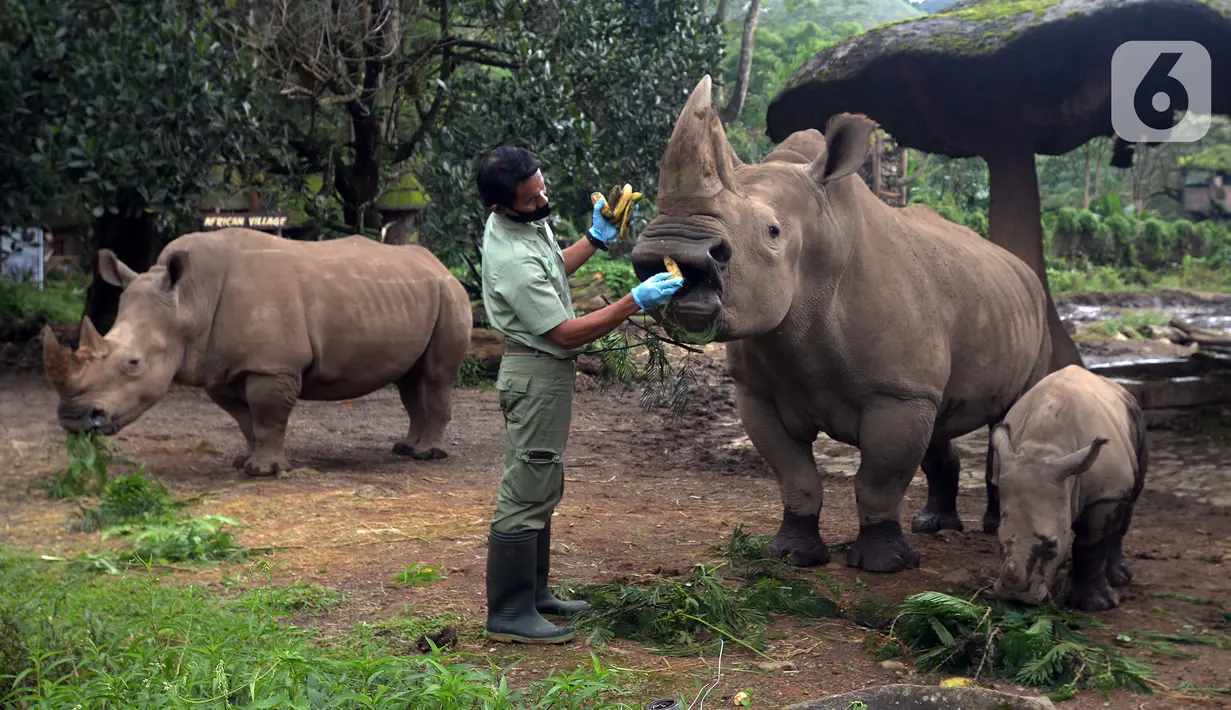 Keeper (perawat satwa) memberi makan Badak Putih (Ceratotherium Simum) di Taman Safari Indonesia, Bogor, Jawa Barat, Jumat (22/1/2021). Seekor bayi Badak Putih lahir di Taman Safari Indonesia pada 26 Oktober 2020 lalu. (merdeka.com/Imam Buhori)