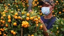 Pekerja merawat pohon jeruk Kim Kit yang dijual di Meruya, Jakarta Barat, Minggu (24/1/2021). Bagi masyarakat keturunan Tionghoa, jeruk ini menjadi simbol keberuntungan.  (Liputan6.com/Angga Yuniar)