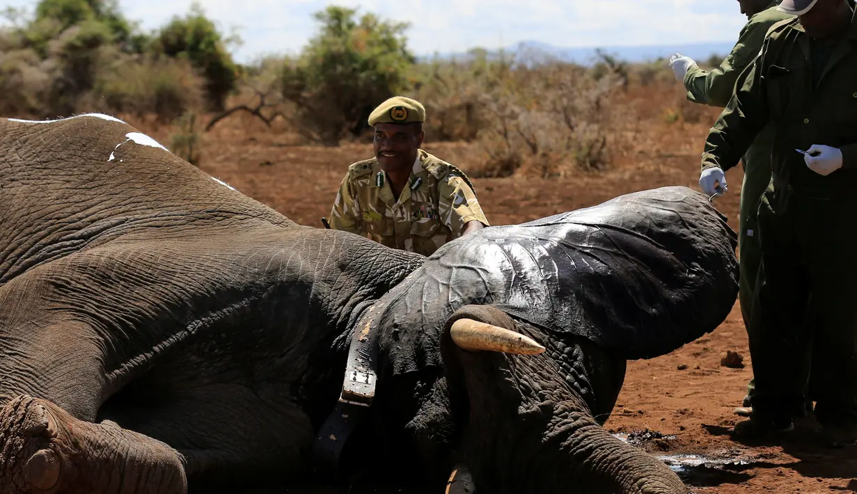 Petugas memasang radio satelit pada gajah liar di Amboseli National Park, Kenya (2/11). Pemasangan radio satelit untuk mempermudah pelacakan gajah liar serta mengendalikan perburuan liar. (REUTERS/Thomas Mukoya)