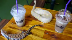 Foto yang diambil pada 18 Agustus 2018 menunjukkan dua ekor reptil berada di antara minuman di Reptile Cafe, Phnom Penh, Kamboja. Di dinding kafe reptil ini terdapat semacam akuarium yang berisi ular berbagai ukuran dan warna. (AFP/TANG CHHIN Sothy)