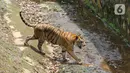 Seekor harimau terlihat di kandangnya di Taman Margasatwa Ragunan, Jakarta, Senin (28/2/2022). Tempat wisata di Jakarta ramai dikunjungi warga saat libur Isra Miraj 2022. (Liputan6.com/Herman Zakharia)