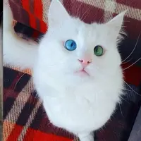 Buat kamu para pecinta kucing, yuk kenalan dengan Alos si kucing lucu yang bermata indah ini.
 