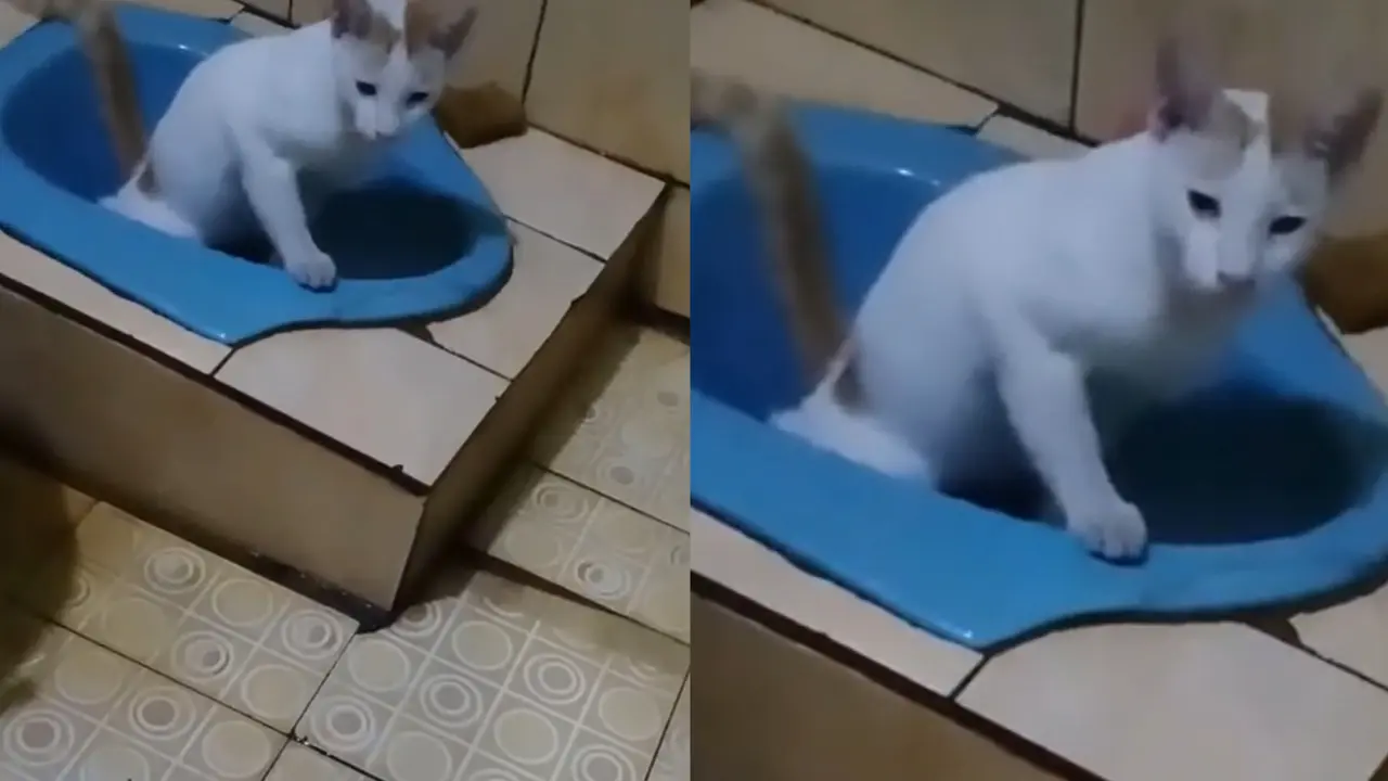 Kucing Pintar