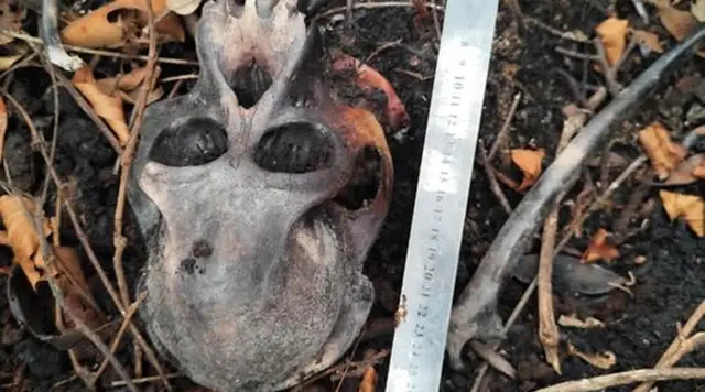 Misteri Tengkorak Orangutan di Area Konservasi Kalbar