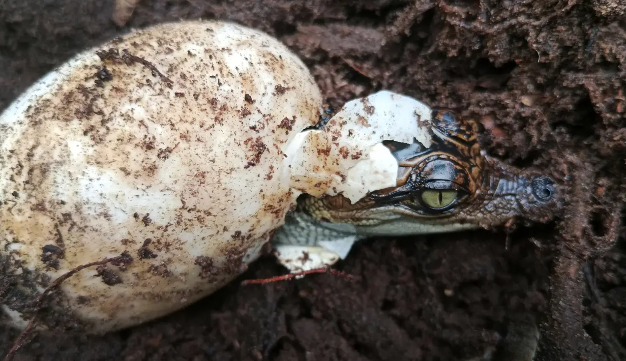 Lima sarang buaya siam ditemukan di Taman Nasional Cardamom, pada pertengahan Mei, demikian disampaikan oleh kementerian lingkungan hidup dan pertanian Kamboja dalam sebuah pernyataan bersama dengan kelompok konservasi Fauna and Flora. (Bros Pov / Conservation group Fauna and Flora / AFP)