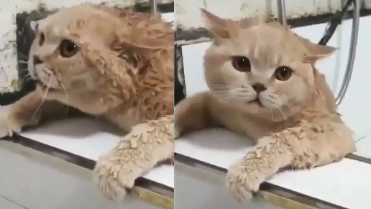 kucing takut dimandikan