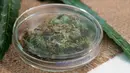 <p>Contoh ganja ditempatkan di atas meja saat konferensi pers Kementerian Kesehatan Thailand di Bangkok, Rabu (7/8/2019). Ganja medis tersebut bisa diresepkan oleh dokter untuk pasien penyakit alzheimer, parkinson, hingga perawatan paliatif. (AP Photo/Sakchai Lalit)</p>