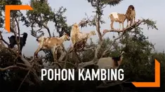 Pohon Argan yang dipenuhi kambing menjadi daya tarik bagi wisatawan di Maroko. Fenomena ini kemudian dimanfaatkan oleh para petani.